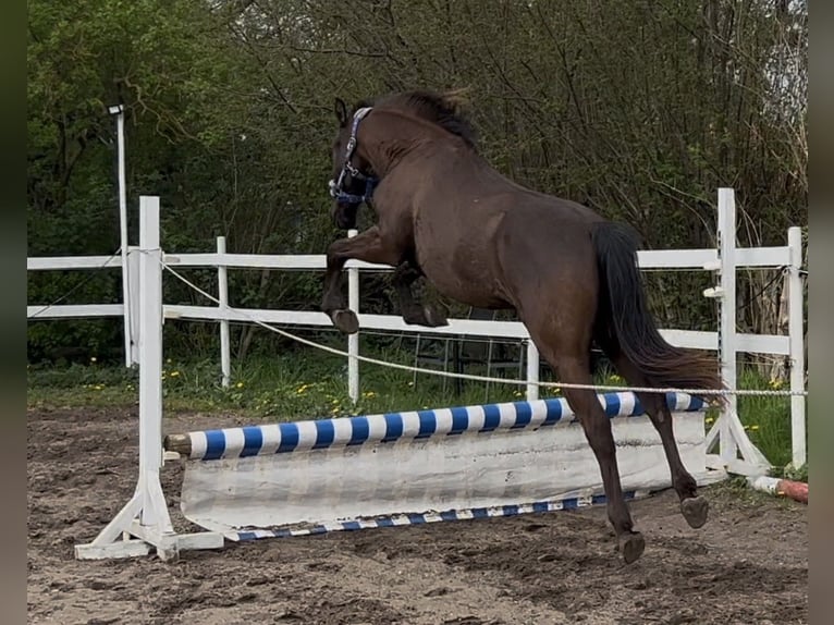 Other Thoroughbred Breeds Gelding 2 years 14,2 hh Brown in GROTE BROGEL