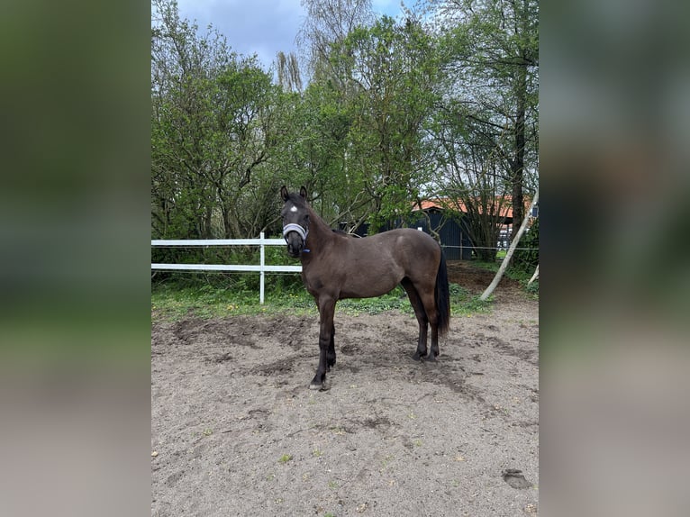Other Thoroughbred Breeds Gelding 2 years 14,2 hh Brown in GROTE BROGEL