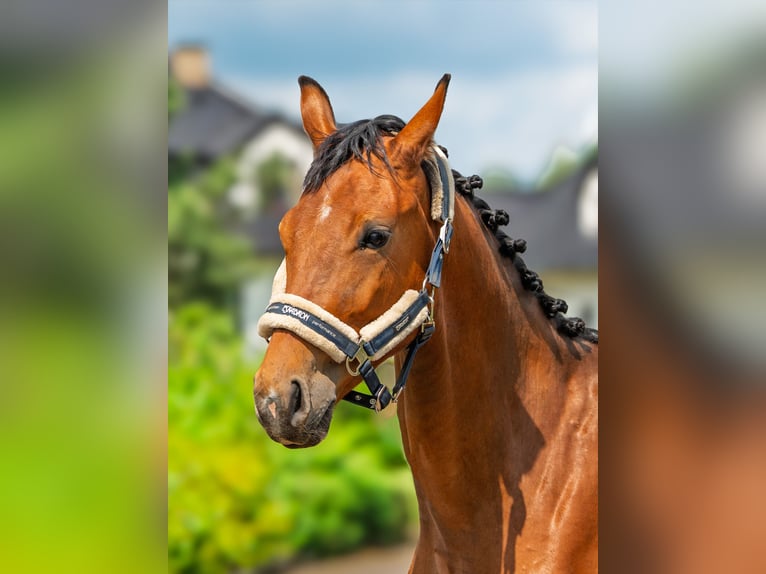 Other Thoroughbred Breeds Gelding 3 years 13,2 hh Bay in Stryków