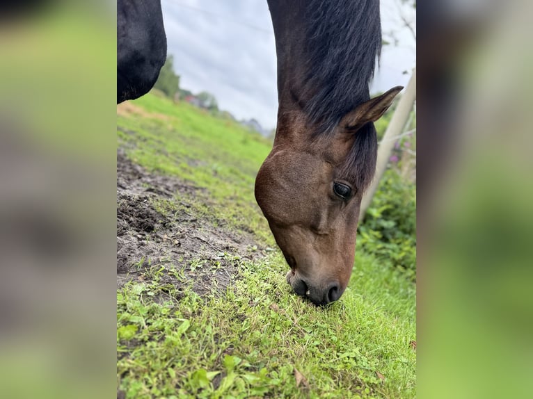 Other Thoroughbred Breeds Gelding 3 years 14,2 hh Bay-Dark in Gro&#xDF;enkneten