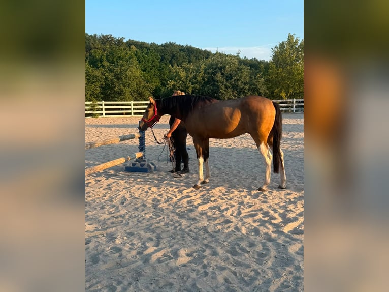 Other Thoroughbred Breeds Mix Gelding 3 years 15 hh Buckskin in Einöllen