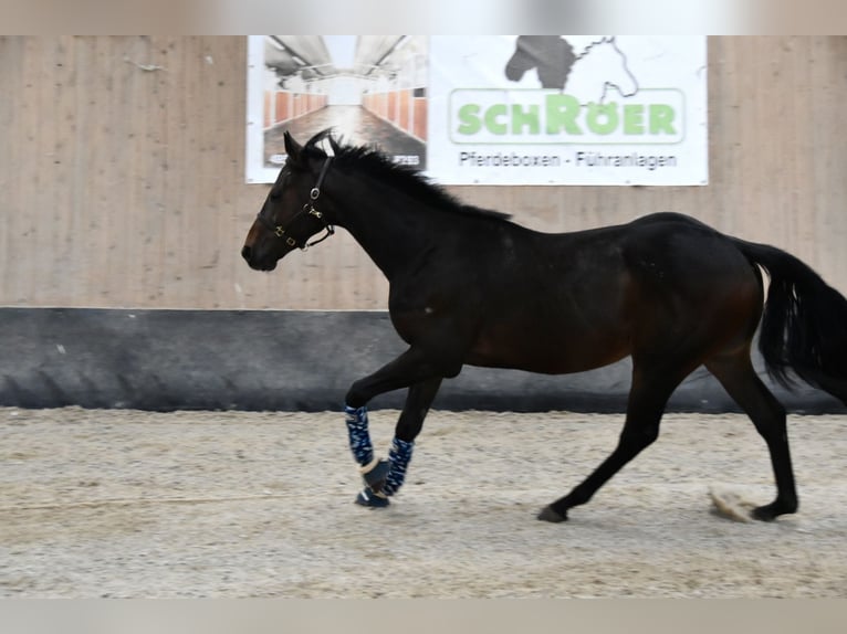 Other Thoroughbred Breeds Gelding 3 years 15,2 hh Brown in Wegeleben