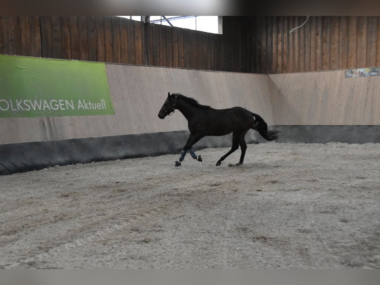 Other Thoroughbred Breeds Gelding 3 years 15,2 hh Brown in Wegeleben