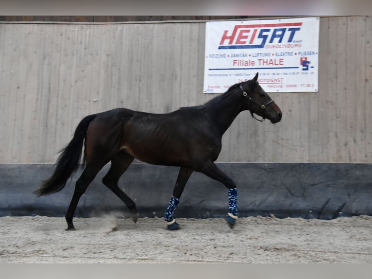 Other Thoroughbred Breeds Gelding 3 years 15,2 hh Brown in Wegeleben