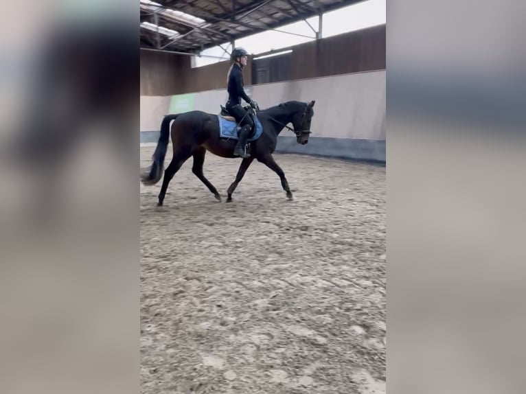 Other Thoroughbred Breeds Gelding 3 years 15,2 hh Brown in Wegeleben