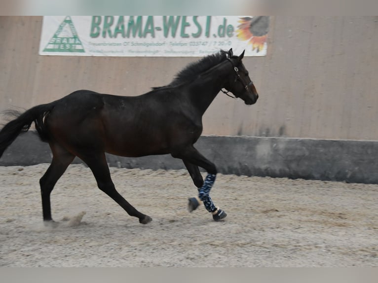 Other Thoroughbred Breeds Gelding 3 years 15,2 hh Brown in Wegeleben