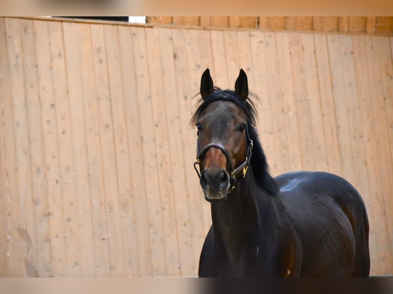 Other Thoroughbred Breeds Gelding 3 years 15,2 hh Brown in Wegeleben