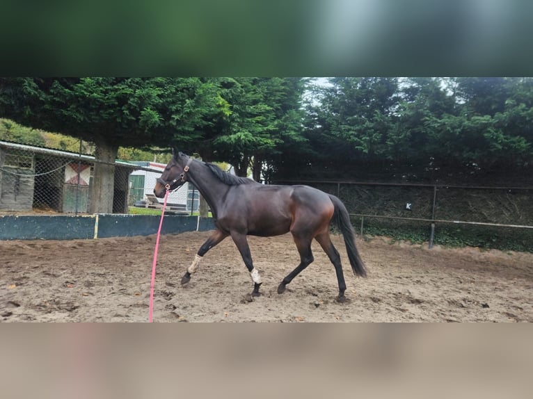 Other Thoroughbred Breeds Gelding 3 years 15,3 hh Bay-Dark in Wassenaar