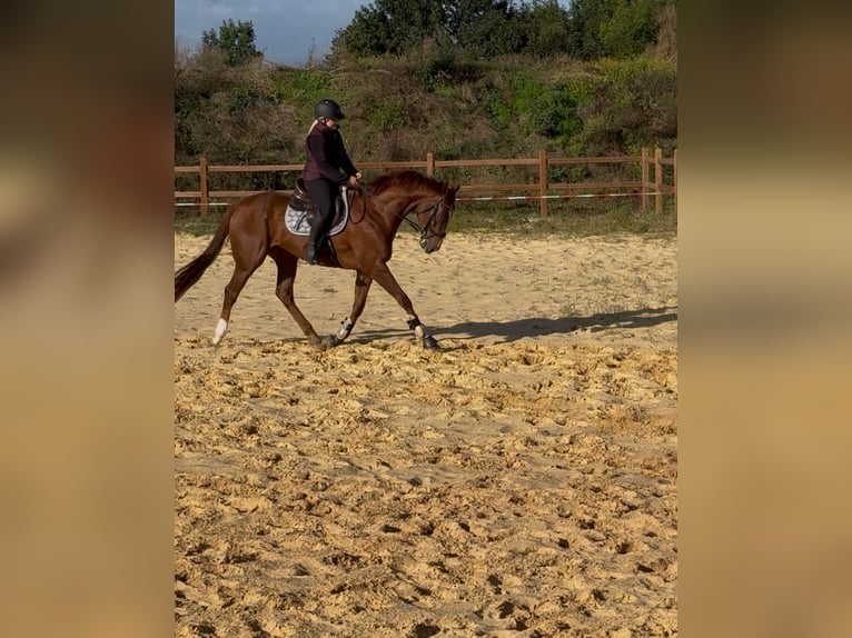 Other Thoroughbred Breeds Gelding 3 years 16,1 hh Chestnut-Red in Wegeleben