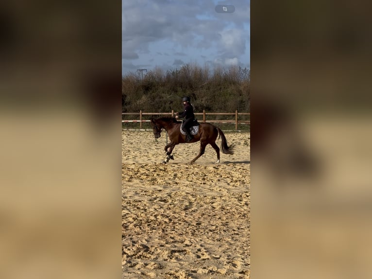 Other Thoroughbred Breeds Gelding 3 years 16,1 hh Chestnut-Red in Wegeleben