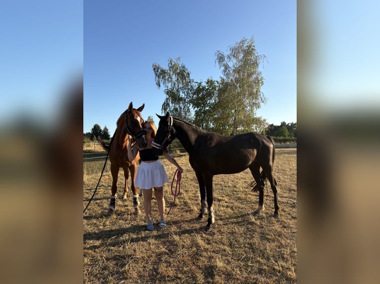 Other Thoroughbred Breeds Gelding 4 years 14.2 hh Black in Schwalbach