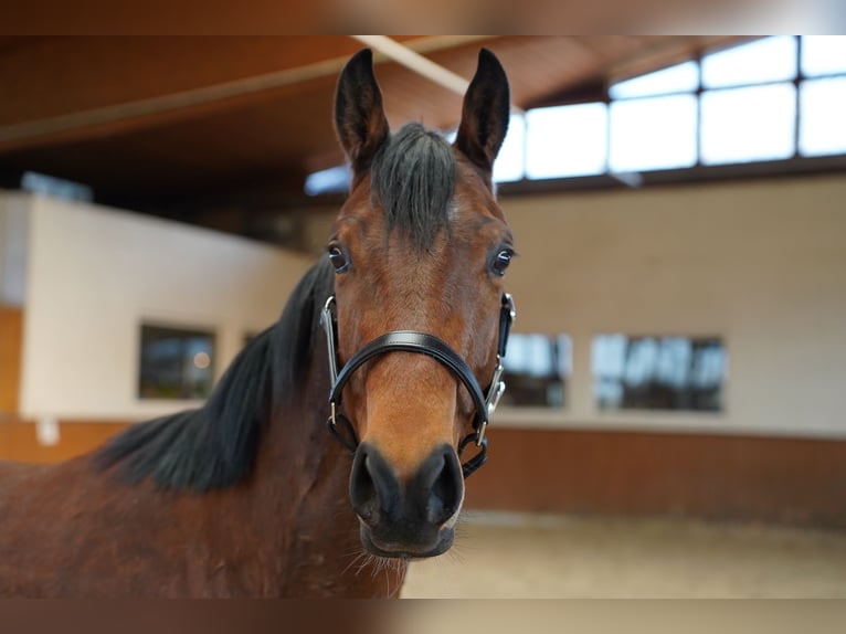 Other Thoroughbred Breeds Gelding 4 years 15 hh Brown in Wartenberg