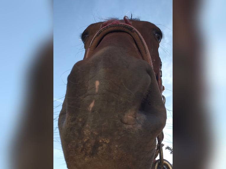 Other Thoroughbred Breeds Gelding 4 years 16.1 hh Brown in Reisbach
