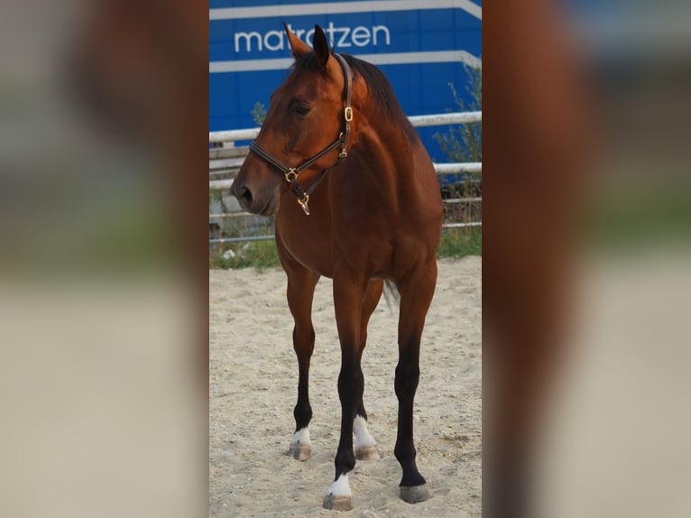 Other Thoroughbred Breeds Gelding 4 years 16.1 hh Brown in Reisbach