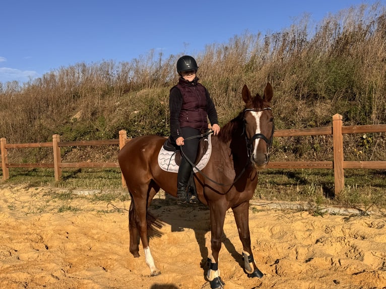 Other Thoroughbred Breeds Gelding 4 years 16,1 hh Chestnut-Red in Wegeleben