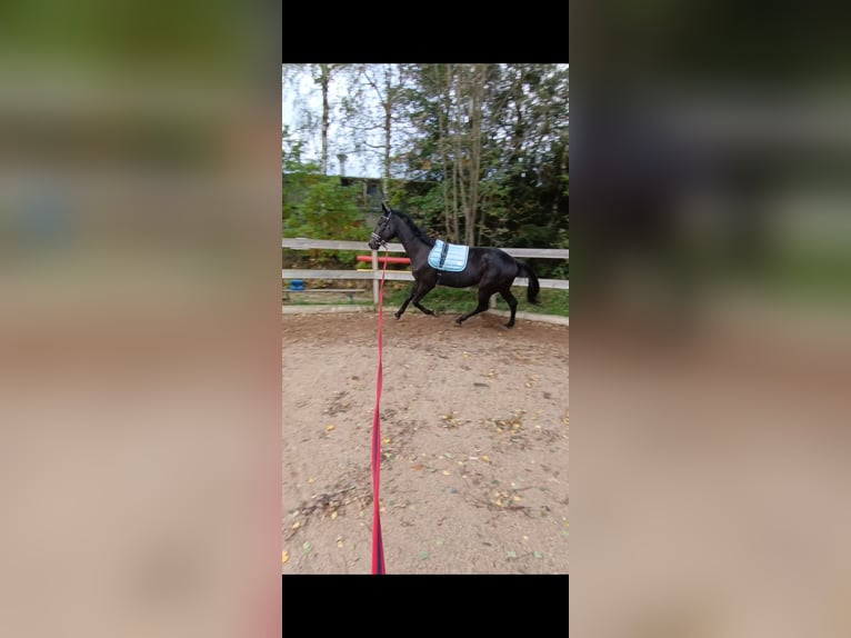 Other Thoroughbred Breeds Gelding 4 years 16 hh Bay-Dark in Bayreuth