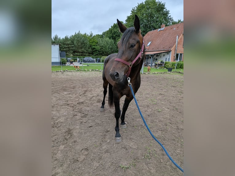 Other Thoroughbred Breeds Gelding 4 years 16 hh Bay-Dark in Neu Gülze