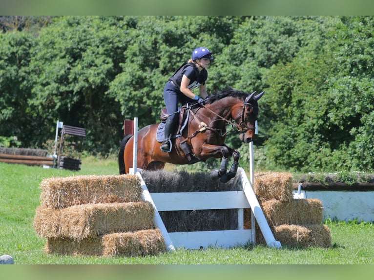 Other Thoroughbred Breeds Gelding 5 years 16,1 hh Bay-Dark in Torino