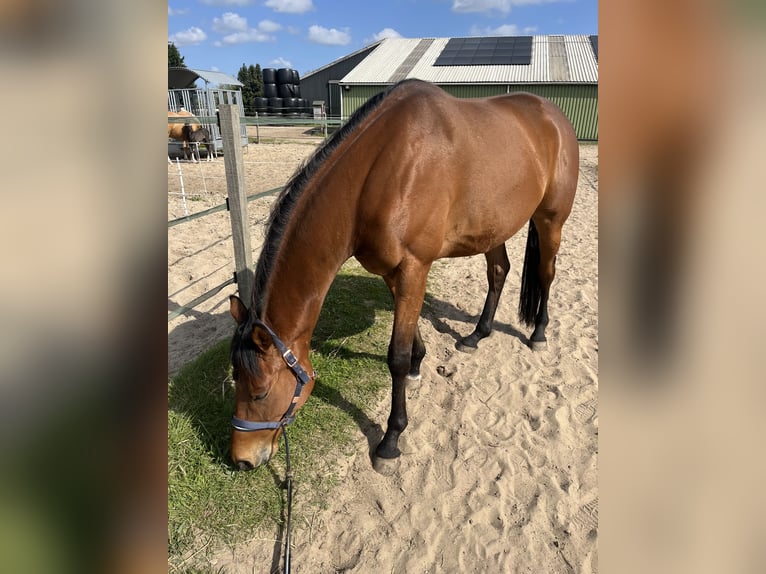 Other Thoroughbred Breeds Gelding 5 years 16 hh Brown in Broek in waterland