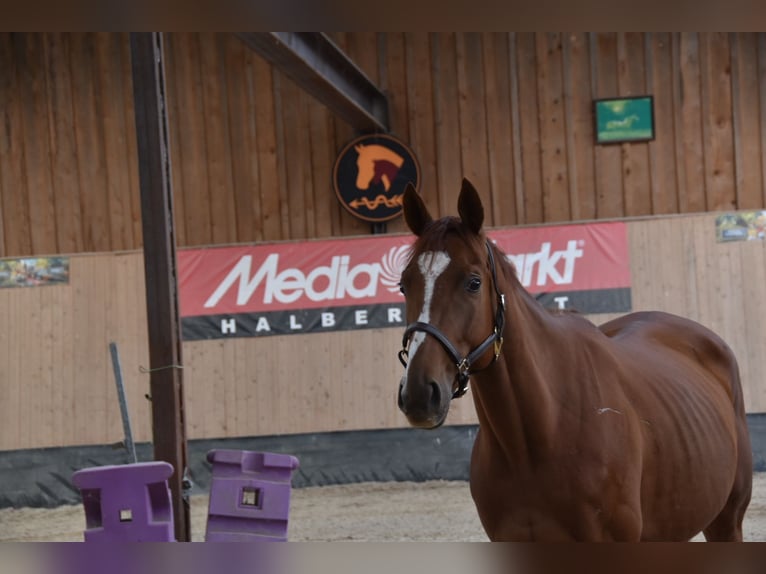 Other Thoroughbred Breeds Gelding 5 years 16 hh Chestnut-Red in WegelebenWegeleben
