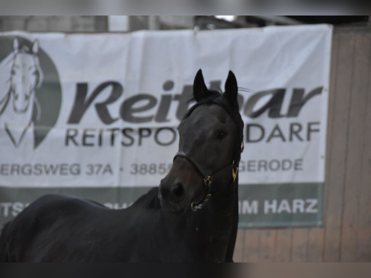 Other Thoroughbred Breeds Gelding 5 years 16,1 hh Brown in Wegeleben