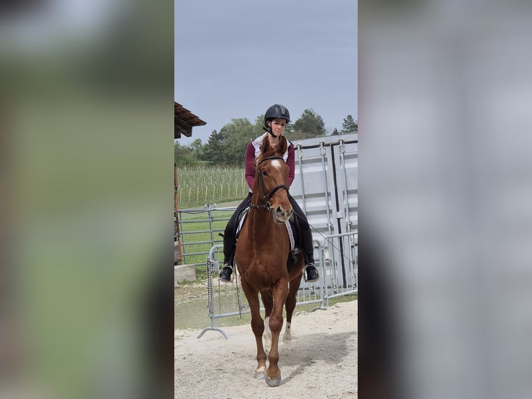 Other Thoroughbred Breeds Gelding 5 years 16,3 hh Chestnut-Red in Eppenstein