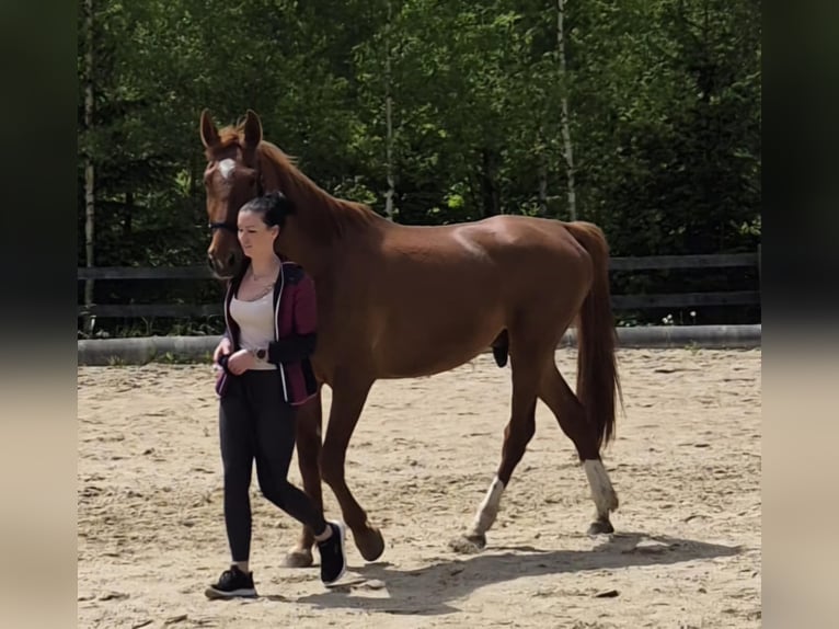 Other Thoroughbred Breeds Gelding 5 years 16,3 hh Chestnut-Red in Eppenstein