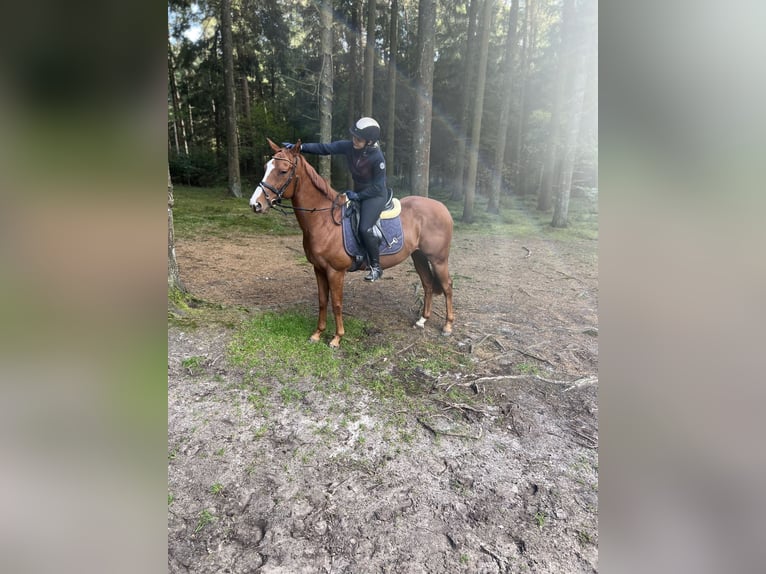 Other Thoroughbred Breeds Gelding 6 years 15,1 hh Chestnut-Red in Eddelak