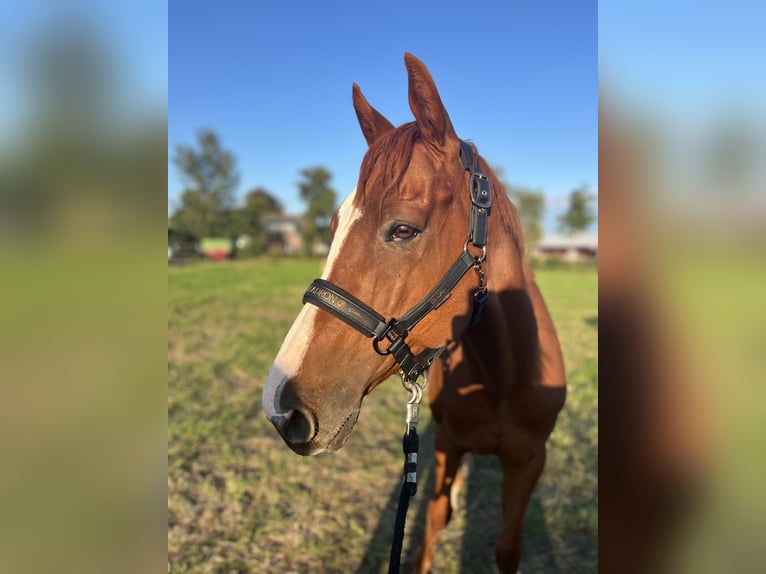 Other Thoroughbred Breeds Gelding 6 years 15,1 hh Chestnut-Red in Eddelak