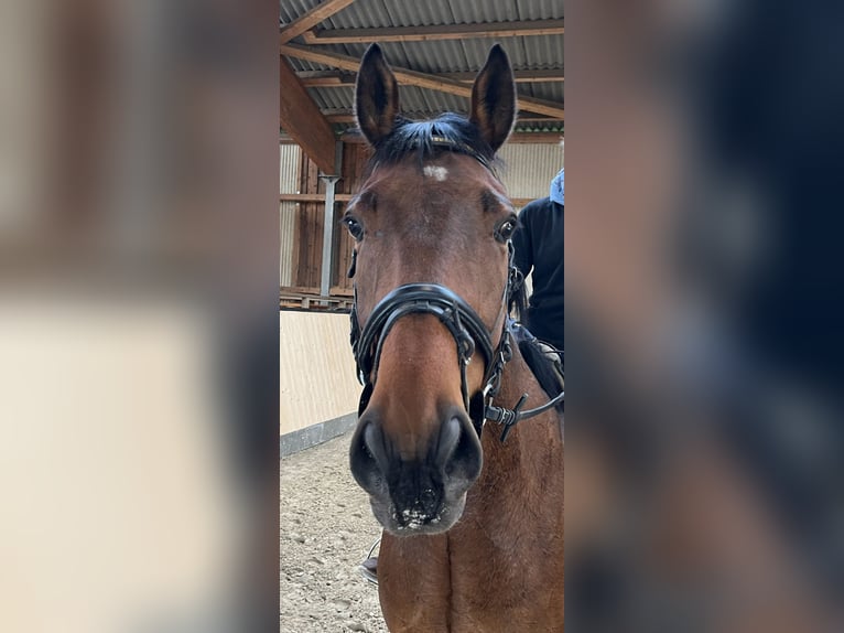Other Thoroughbred Breeds Mix Gelding 6 years 16,1 hh Brown in Fehmarn