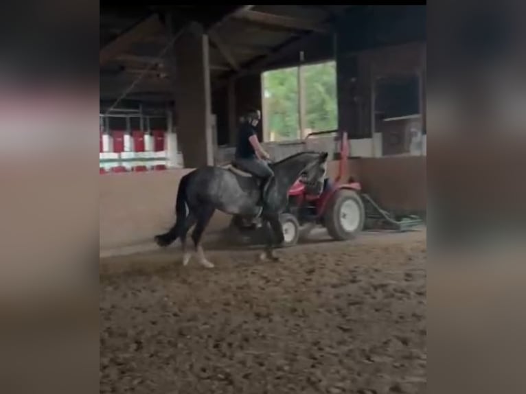 Other Thoroughbred Breeds Gelding 6 years 16,1 hh Gray-Dapple in Salzkotten