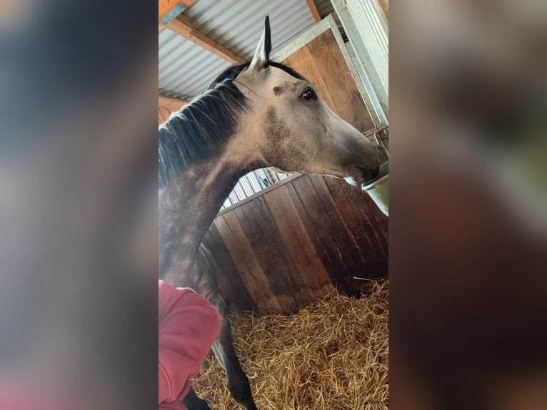 Other Thoroughbred Breeds Gelding 6 years 16,1 hh Gray-Dapple in Salzkotten