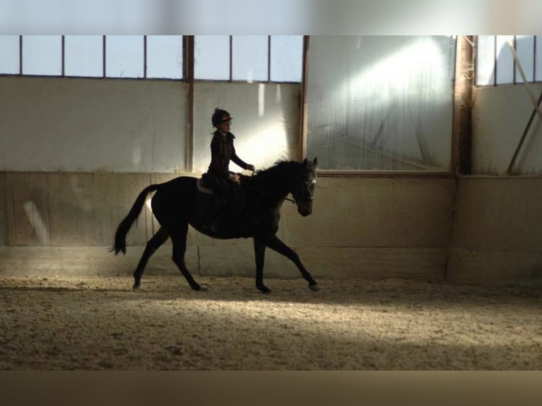 Other Thoroughbred Breeds Gelding 6 years 16 hh Bay-Dark in Andritz