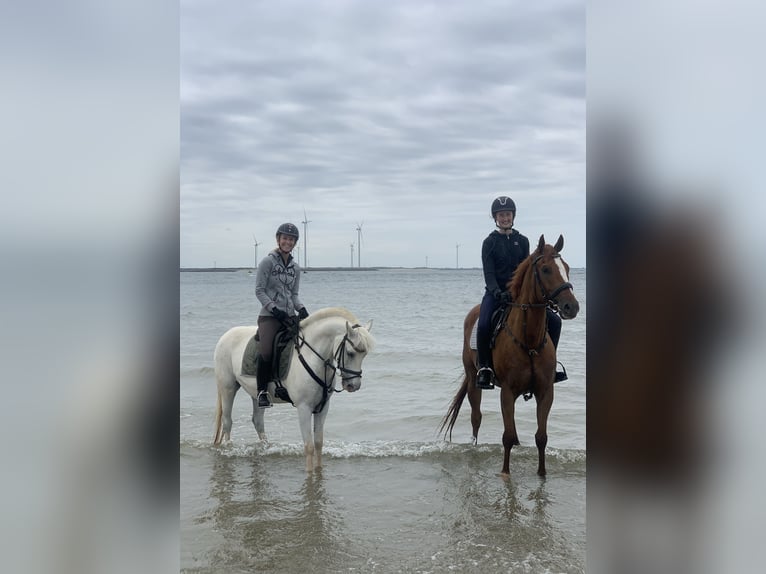 Other Thoroughbred Breeds Gelding 6 years 16 hh Chestnut-Red in Alpen Other Thoroughbred Breeds Gelding 6 years 16 hh Chestnut-Red in Alpen