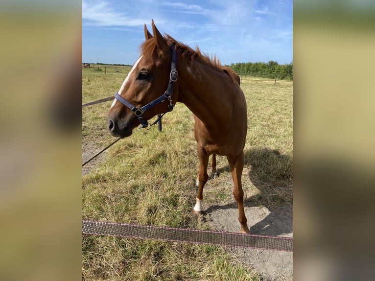 Other Thoroughbred Breeds Gelding 6 years 16 hh Chestnut-Red in Alpen Other Thoroughbred Breeds Gelding 6 years 16 hh Chestnut-Red in Alpen