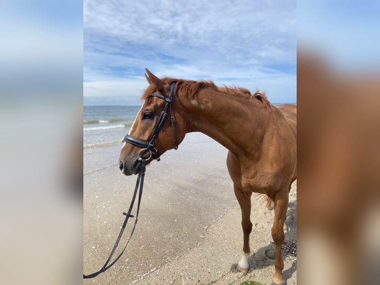 Other Thoroughbred Breeds Gelding 6 years 16 hh Chestnut-Red in Alpen Other Thoroughbred Breeds Gelding 6 years 16 hh Chestnut-Red in Alpen