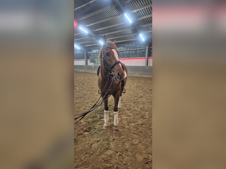 Other Thoroughbred Breeds Gelding 6 years 16 hh Chestnut-Red in Alpen Other Thoroughbred Breeds Gelding 6 years 16 hh Chestnut-Red in Alpen