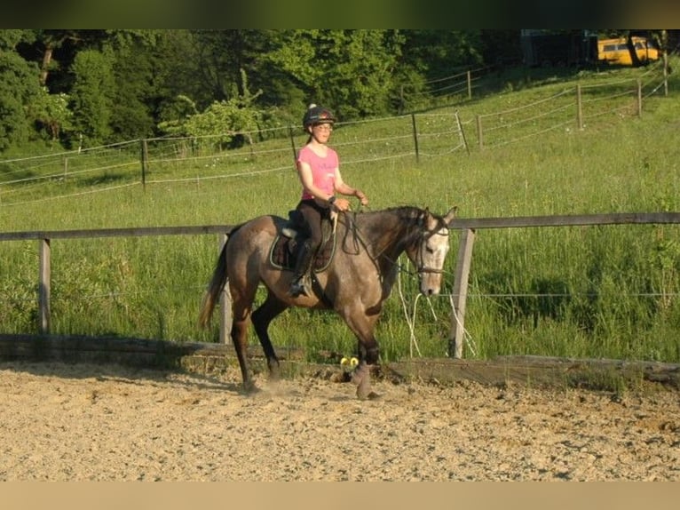 Other Thoroughbred Breeds Gelding 6 years 16 hh Grey in Tiefernitz