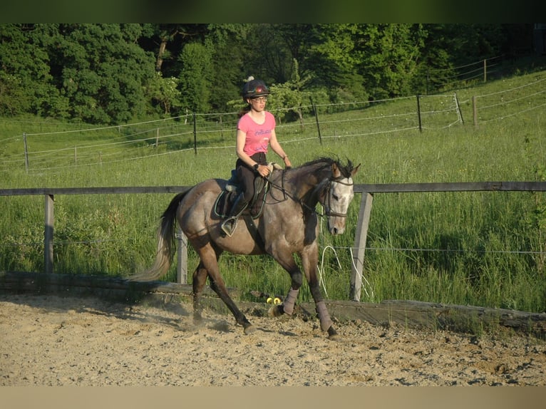 Other Thoroughbred Breeds Gelding 6 years 16 hh Grey in Tiefernitz