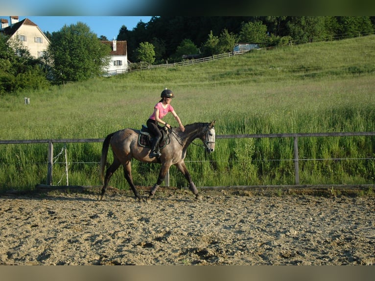 Other Thoroughbred Breeds Gelding 6 years 16 hh Grey in Tiefernitz