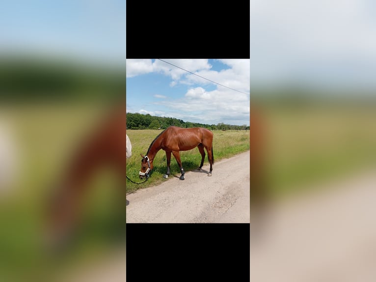 Other Thoroughbred Breeds Gelding 6 years 16,1 hh Brown in Arnstein