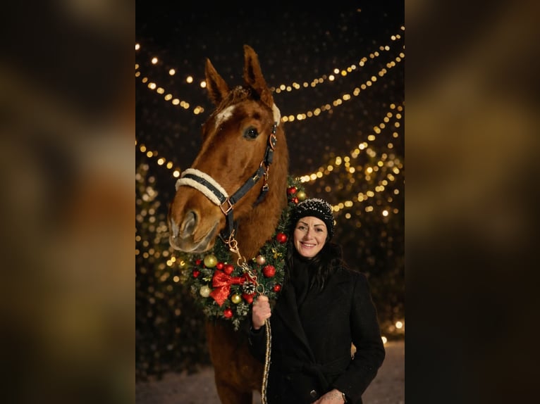 Other Thoroughbred Breeds Gelding 6 years 16,3 hh Chestnut-Red in Eppenstein