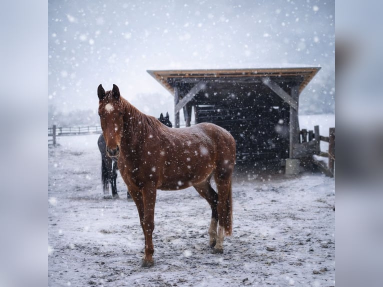 Other Thoroughbred Breeds Gelding 6 years 16,3 hh Chestnut-Red in Eppenstein