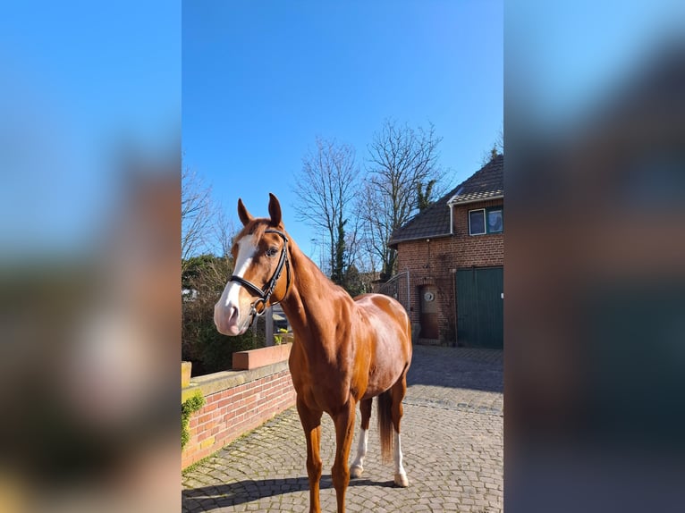 Other Thoroughbred Breeds Mix Gelding 6 years 17,1 hh Chestnut-Red in Grevenbroich