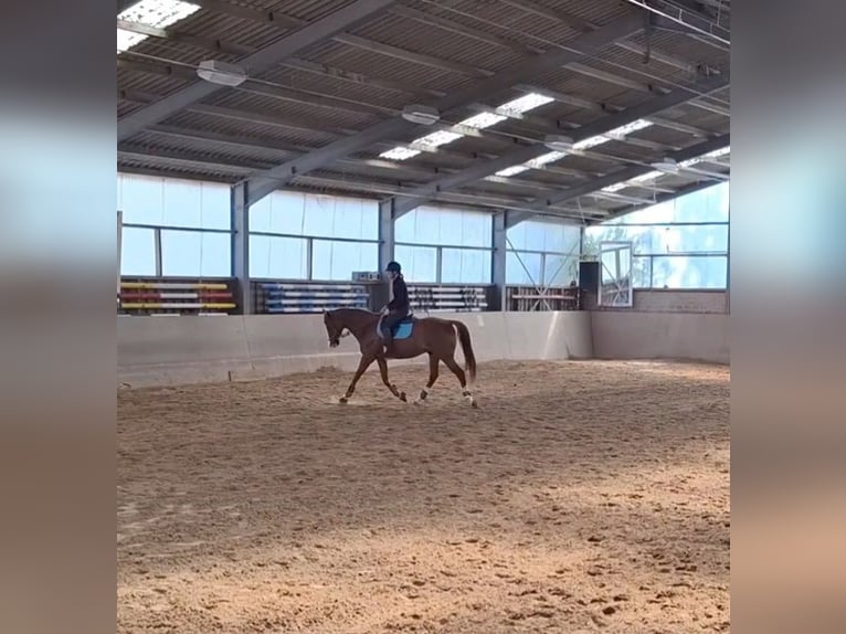 Other Thoroughbred Breeds Mix Gelding 6 years 17,1 hh Chestnut-Red in Grevenbroich