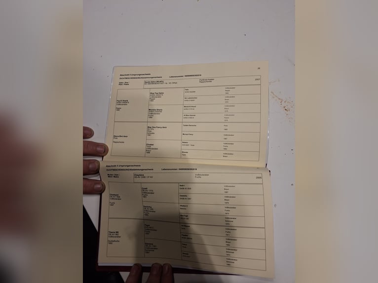 Other Thoroughbred Breeds Gelding 7 years 15.1 hh Brown in Lend