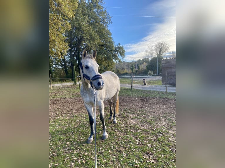 Other Thoroughbred Breeds Gelding 7 years 15.1 hh Grey in Salernes