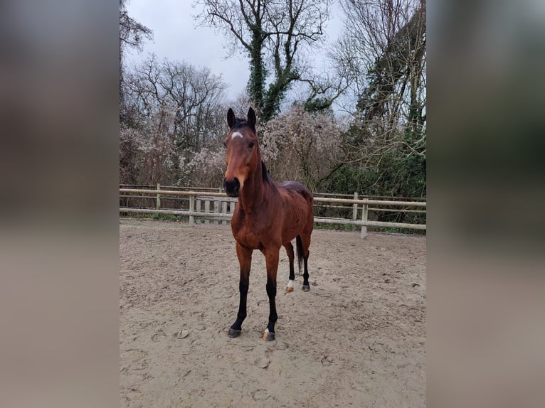 Other Thoroughbred Breeds Mix Gelding 7 years 16,1 hh Brown in Buc