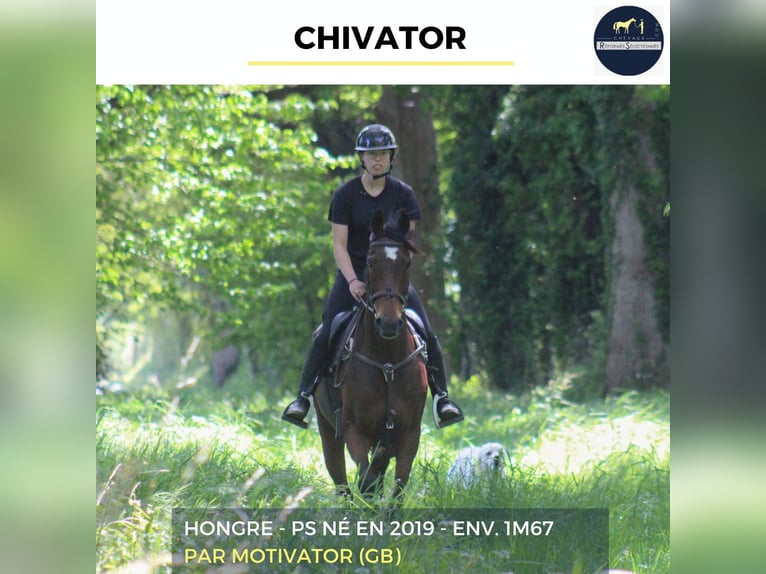 Other Thoroughbred Breeds Gelding 7 years 16.1 hh Brown in Combrée