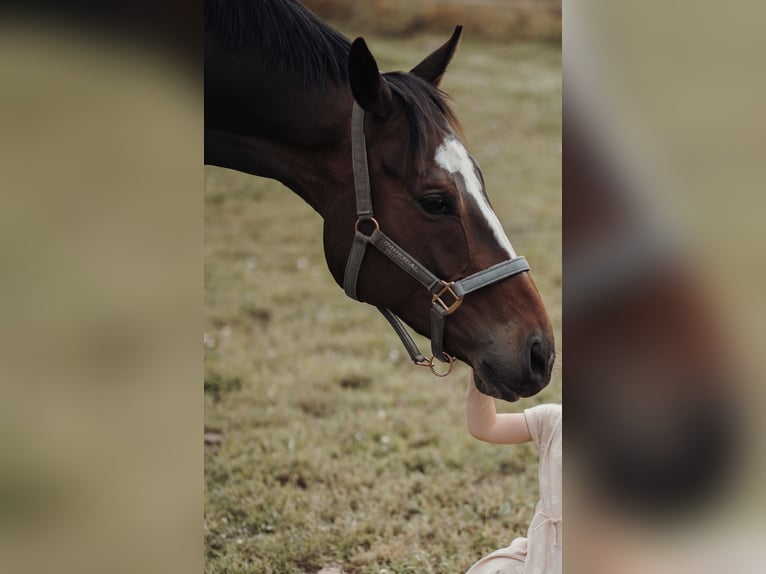 Other Thoroughbred Breeds Gelding 7 years 16,1 hh in Bocholt